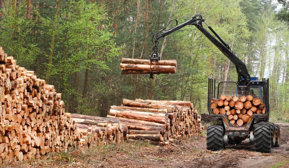 Tartozásmentes erdőkezelő és faipari cég páros