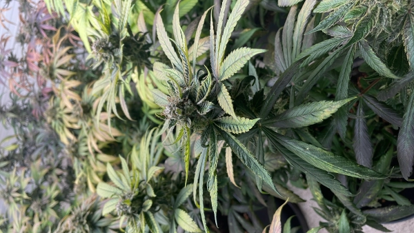 Legális kannabisz termelő vállalkozás